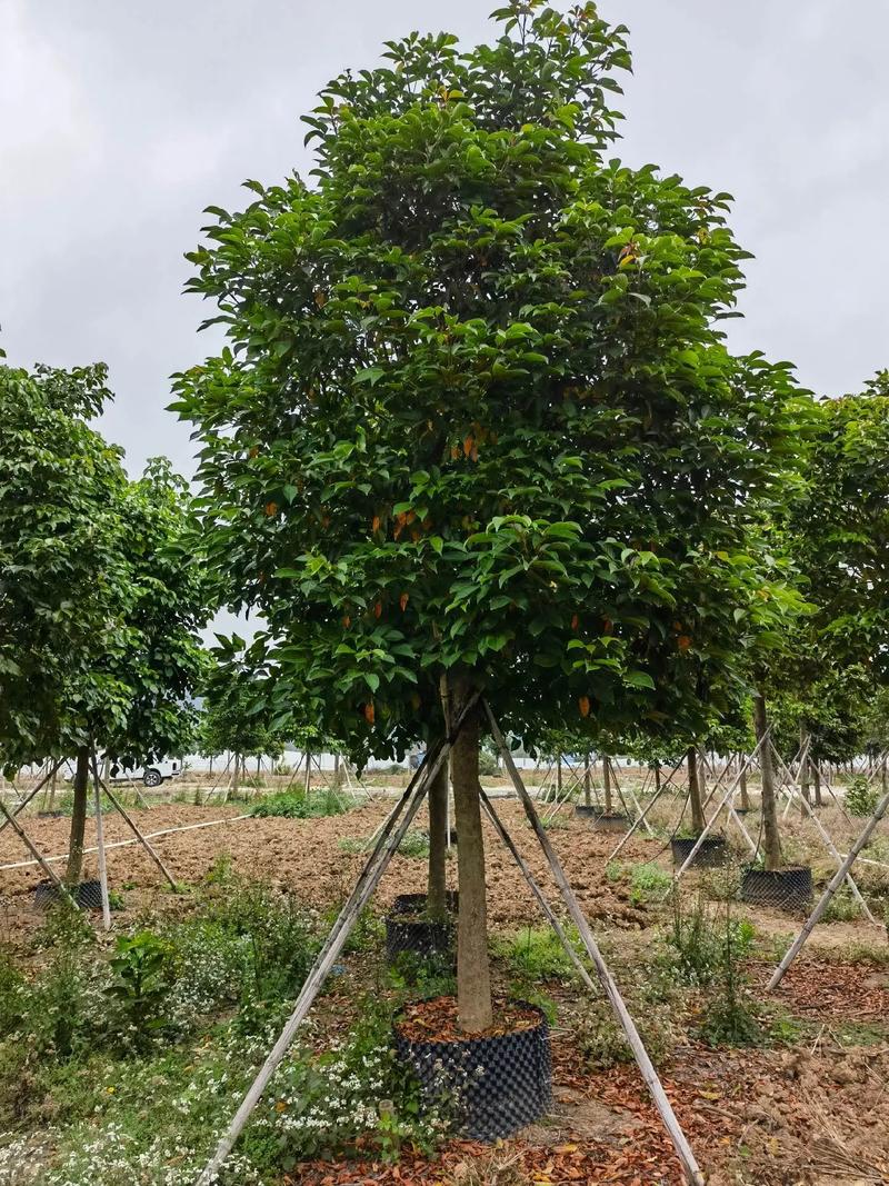 苗木种植基地 绿色希望的孕育之地