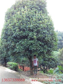 20公分精品桂花树 浏阳市国栋苗木种植专业合作社