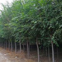 河北保定榆树供应 品质绿化苗木的优选基地