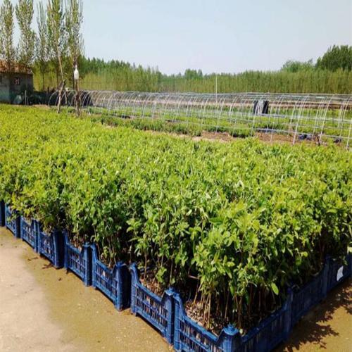 淄博 果树苗木 工厂金银花苗 优惠促销