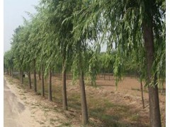 出售柳树苗|柳树小苗价格|柳树小苗种植基地-绿景苗木基地
