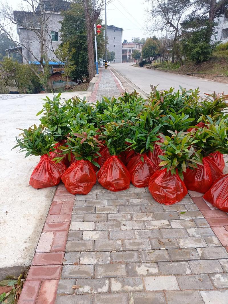 木荷小袋,大袋靓货供应中#诚信经营质量第一 #苗木种植基地