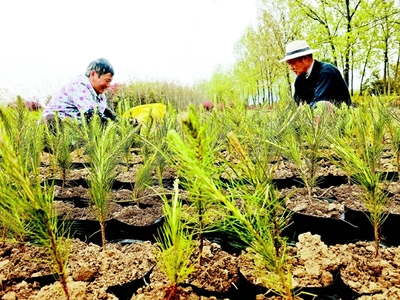 “苗”绘乡村振兴新图景 苗木种植铺就绿色致富路